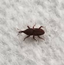 Tiny Black Bugs Near Patio Door