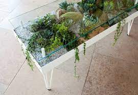 coffee table terrarium plants plant decor