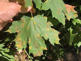 unsightly black spots on maple leaves