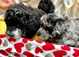teacup toy poodle puppies for adoption