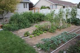 How To Start A Vegetable Garden Our