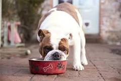 Can dogs eat quinoa?