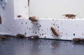 how to get rid of roaches keep them