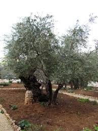 gethsemane jerum israel travel