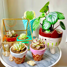 mini succulents for indoor decoration