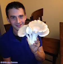 Growing Oyster Mushrooms In A Worm Bin