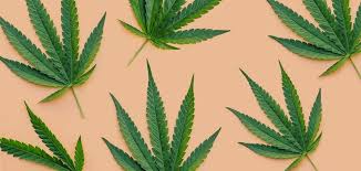 All of these stores are reliable, trustworthy, offer fair prices and provide an amazing customer service. Buy Weed Online Weed Shop Online Weed Online World