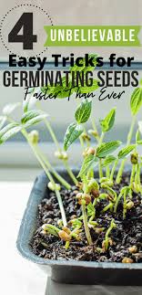 However, it doesn't come without a little trial and error—and a whole lot of patience. How To Germinate Seeds Quickly 4 Tricks You Need To Try Homesteading Where You Are
