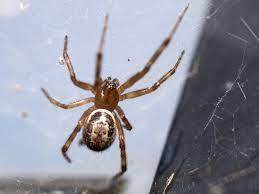 How do you kill a false widow spider? The Widow Next Door Where Is The Globally Invasive Noble False Widow Settling Next Eurekalert Science News
