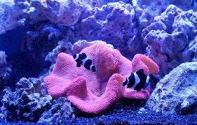 keeping anemones reef aquarium
