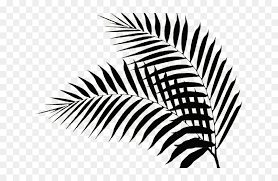 drawn palm tree palm fronds hd png