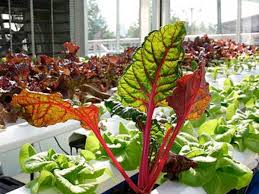 How to Build an Indoor Hydroponic Vegetable Garden Dengarden