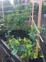 Vegetable Gardening Stakes