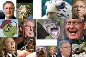 Cnbc's john harwood gets senate majority leader mitch mcconnell's reaction to jon stewart calling him a turtle on the daily show. Mitch Mcconnell Turtle Senator Imgur