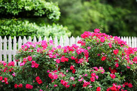 how to grow and care for knock out roses