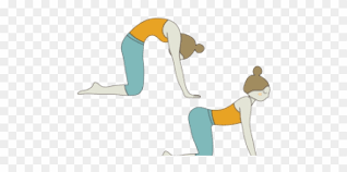 Well, one of the main pros i have with the cat cow stretch for back pain is the movement it provides to the spine. Yoga Clipart Cow Cat Cow Pose Png Download 2094149 Pikpng