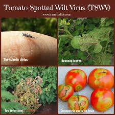 Is close to five other plants which are not affected yet. Pin On Tomato Diseases