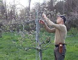 pruning an apple tree a necessary evil