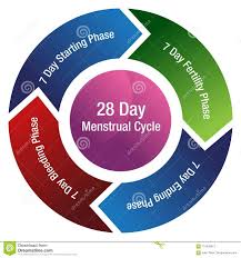 Menstrual Cycle Fertility Arrow Chart Stock Vector