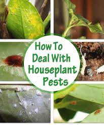 House Plant Pests