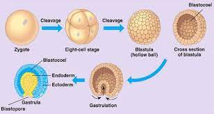 Pada saat sel telur terlepas dari ovarium, maka oosit akan segera melengkapi sebagai meiosis 1 dan akan memulai. Tahap Perkembangan Embrio Pada Saat Terbentuknya Blastosol Disebut Seputar Bentuk