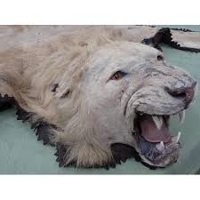 an antique taxidermy lion skin rug with