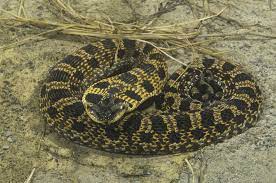 Their heads are darker than the rest of the body. 11 Non Venomous Snakes You Want In Your Backyard