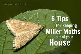 6 ways to keep miller moths out of your