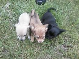 Browse thru thousands of chihuahua dogs for adoption in michigan, usa area , listed by dog rescue organizations and individuals, to find your match. Teacup Chihuahua Pets And Animals For Sale Michigan