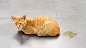 how long does cat urine odour last