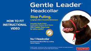 Gentle Leader Headcollar Dog Collars Dog Leads Gentle