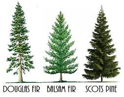 Looking for online definition of fir or what fir stands for? Growing On The High Plains Fir Sure Hppr