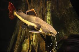 red tail catfish learn everything