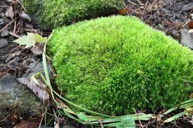 Image result for ground fern moss garden ideas