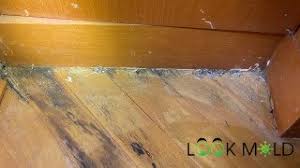mold on floors how to handle it step