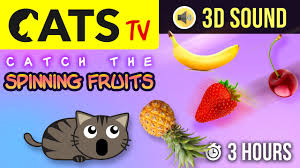 game for cats catch the fruits 3