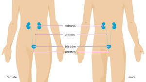 Image result for urinary system structure male and female