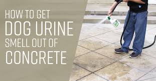 How To Get Urine Smell Out Of Concrete