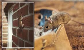 Mice Deters How To Effectively And