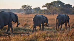 However, lots of insurance companies want to speak to the policy holder to cancel, if that's the case, you'll need to: Volunteering Zambia Kafue Elephant Conservation Natucate