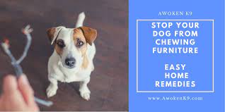 stop dog chewing furniture home