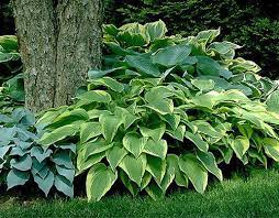Outdoor Plants Shade Garden Lawn And