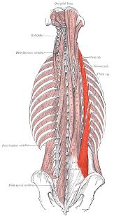 Back muscles are arranged in several layers, so they are divided into deep and superficial, which, in turn, are arranged in two layers. Deep Back Muscles Anatomy Geeky Medics