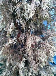 Inner needles of arborvitae turning brown :: Why Do My Newly Planted Arborvitae Keep Dying Gardening Landscaping Stack Exchange