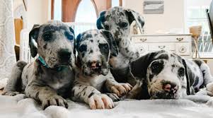 A great dane called zeus is the record holder for the tallest dog ever. Available Great Dane Puppies Southern Pines Family Danes