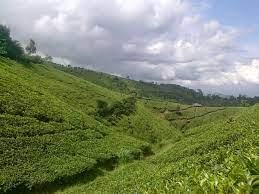 Cipasung tea plantation ile i̇lgili : Wisata Kebun Teh Cipasung Majalengka Yang Menyegarkan Mata Judul Situs