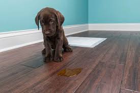 how to clean pet stains on laminate floors