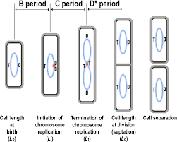 Hey everyone, the following is a visual representation of lûghash. Microfluidic Time Lapse Analysis And Reevaluation Of The Bacillus Subtilis Cell Cycle Lee 2019 Microbiologyopen Wiley Online Library
