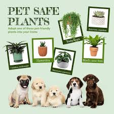 Free Photo Pet Safe Plants Post For