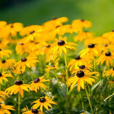 Best spring flowers for full sun. Perennial Flowers That Bloom In Sequence From Spring To Fall Better Homes Gardens